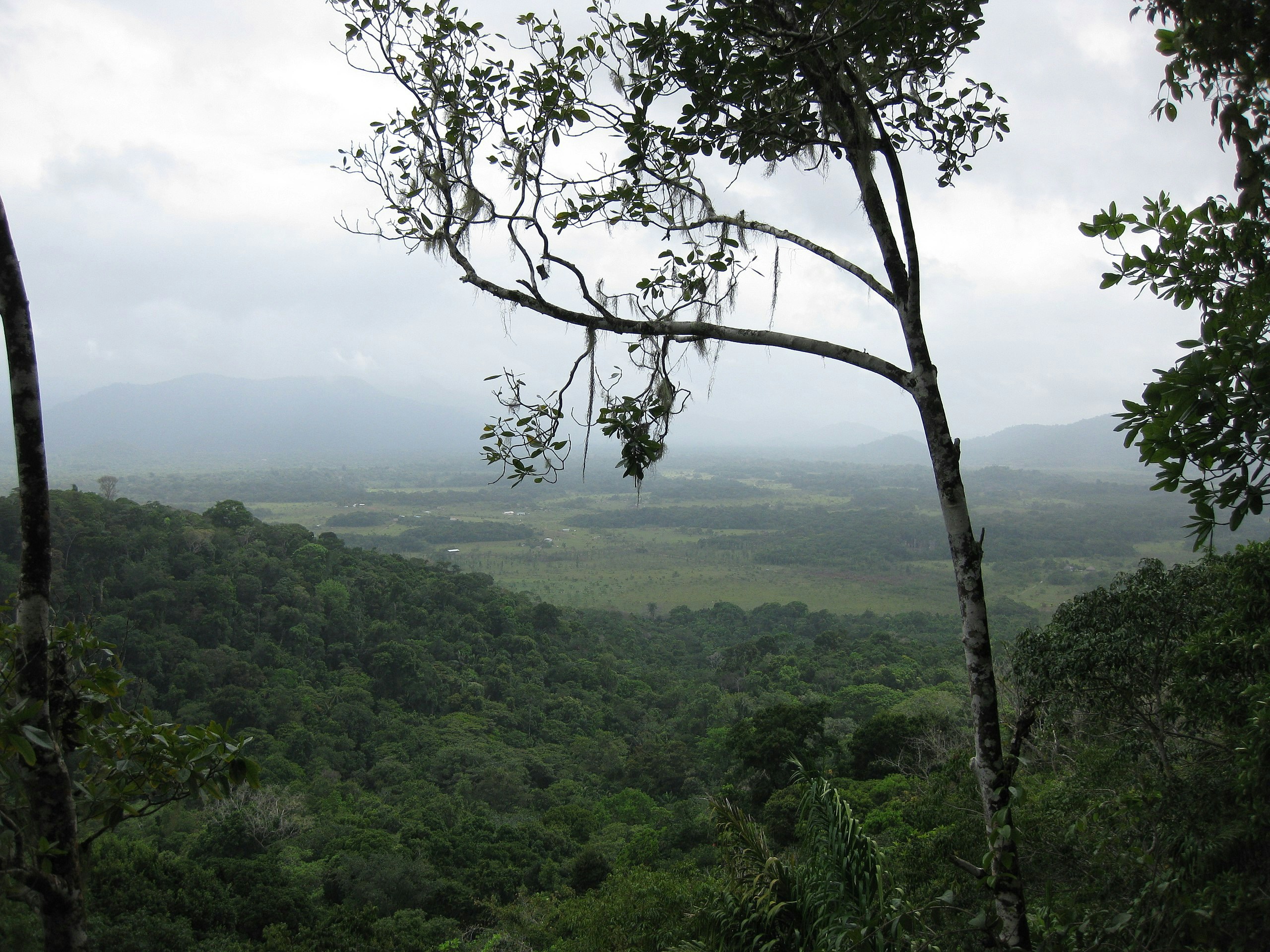 Is there a case for “high forest, low deforestation” carbon credits?