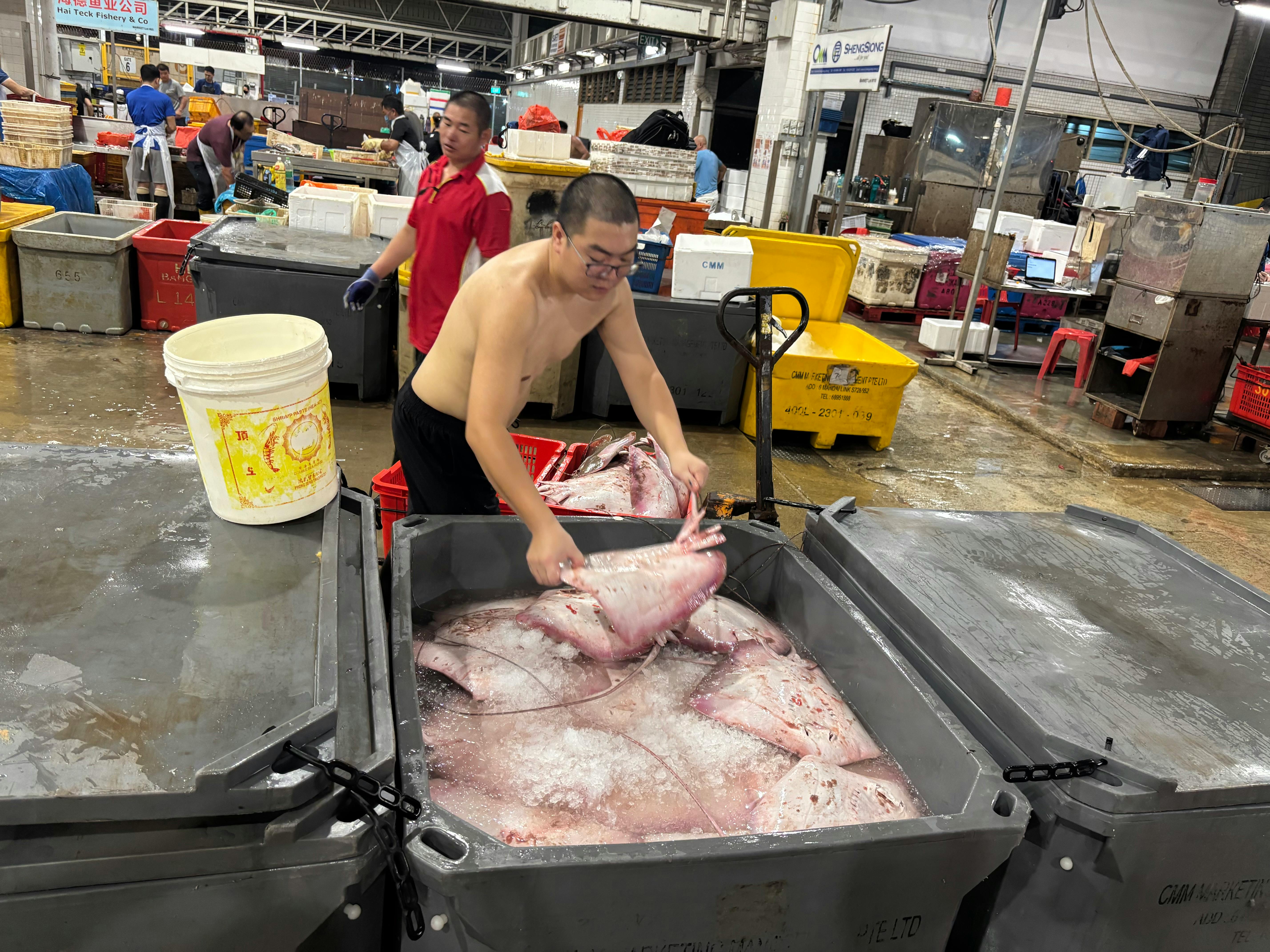 A ray is loaded into a tub full of other rays at Jurong Fishery Port