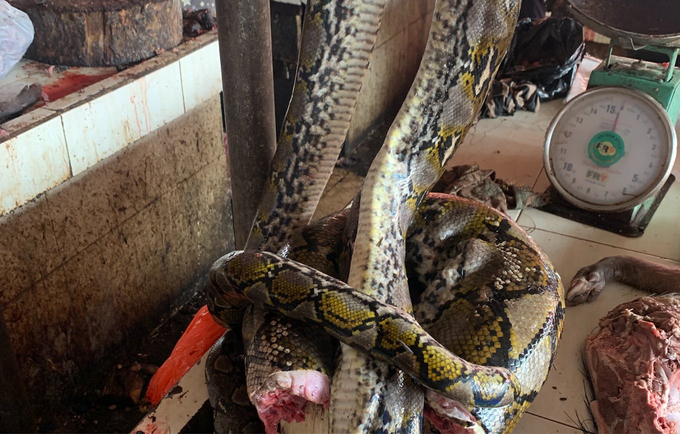 Reticulated python_Sulawesi bushmeat 02