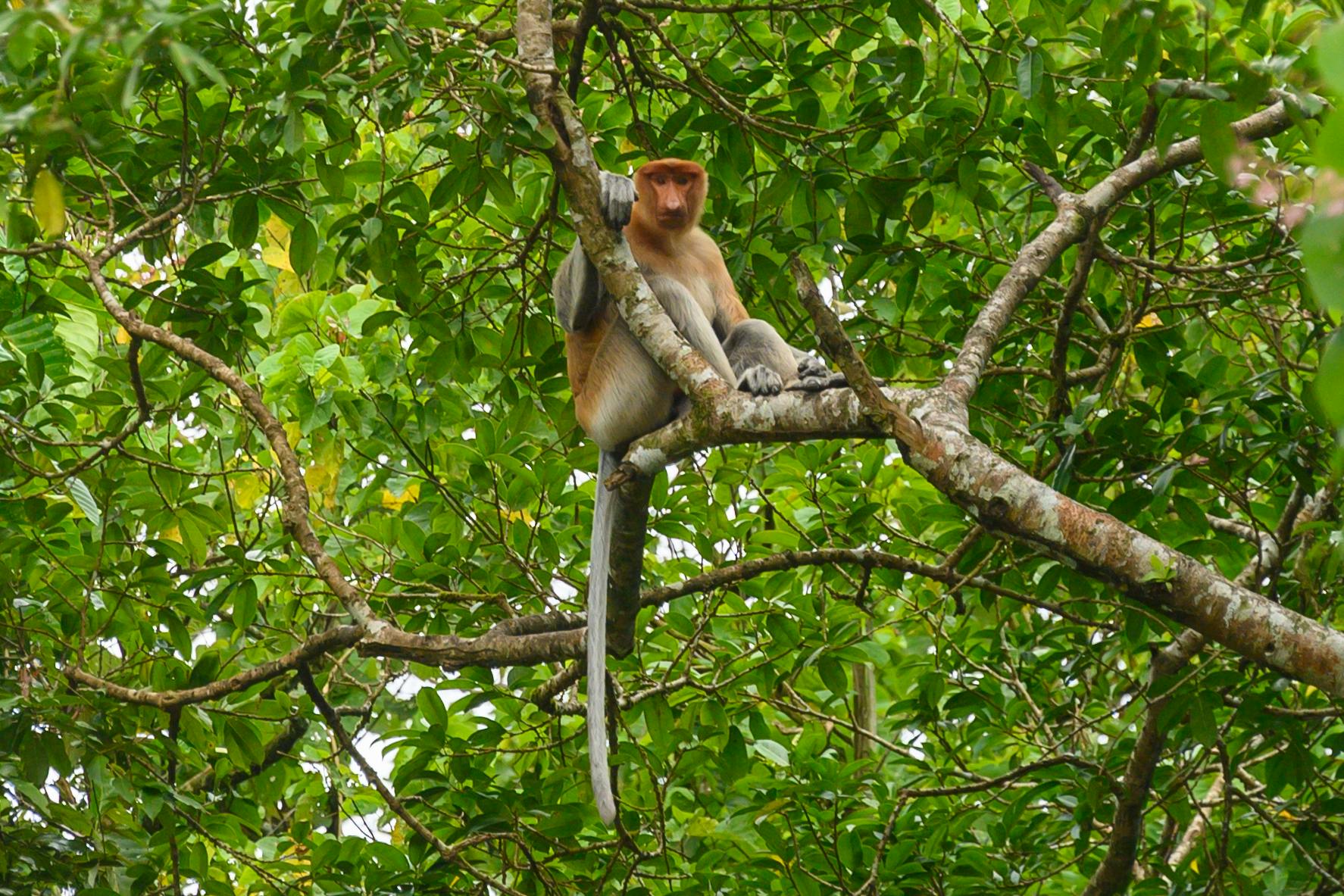 Proboscis monkey Sabah