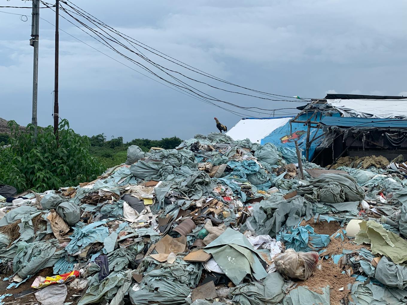 A rooster crows on top of a trash pile at Bantar Gebang landfill