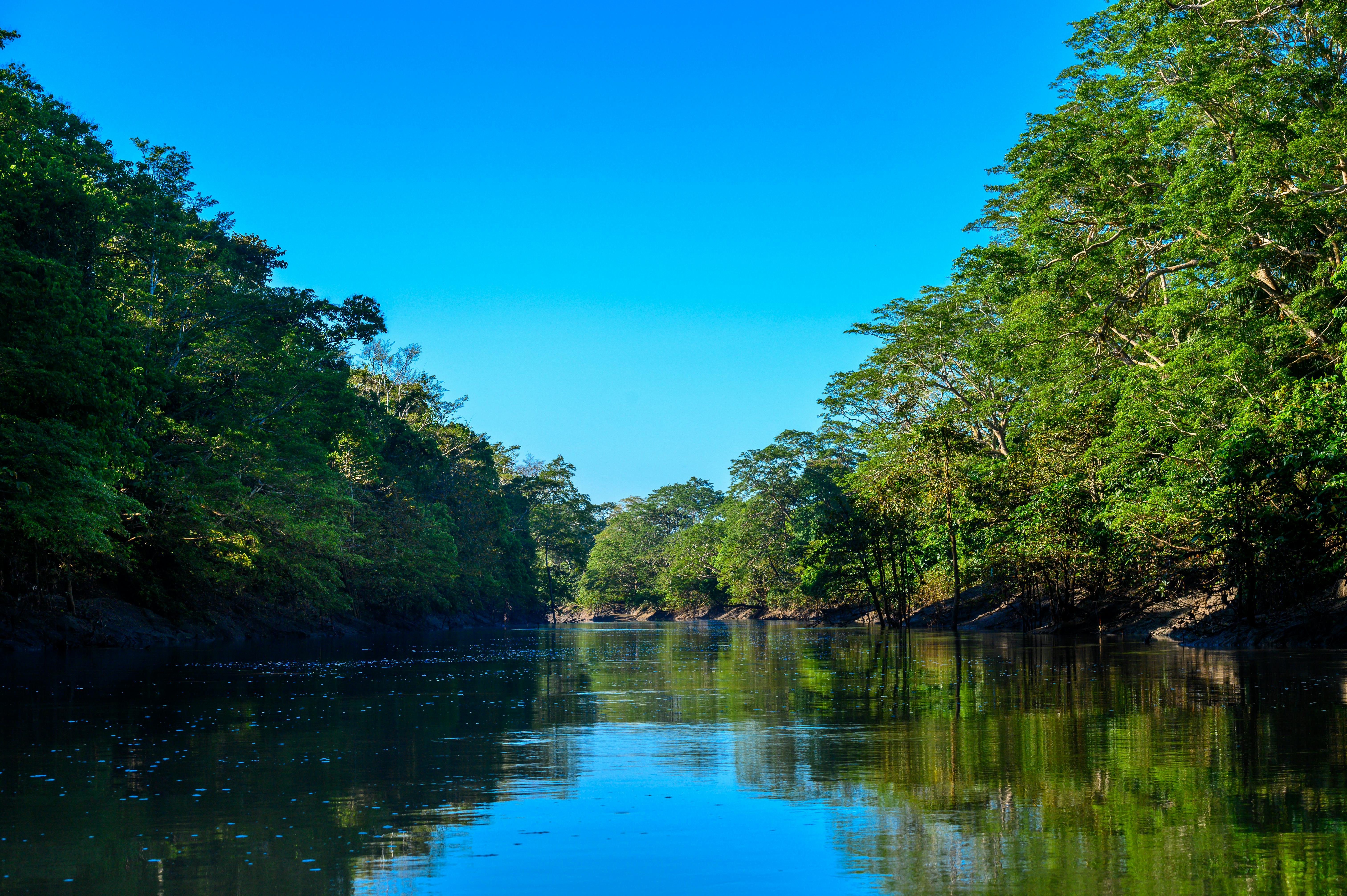 Sabahmas riparian forest