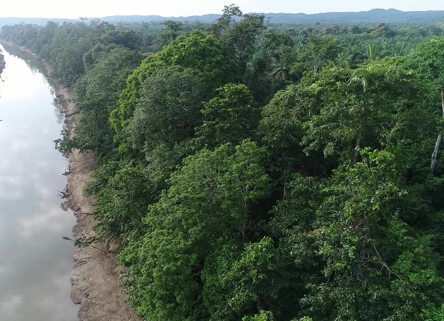Sabahmas riparian