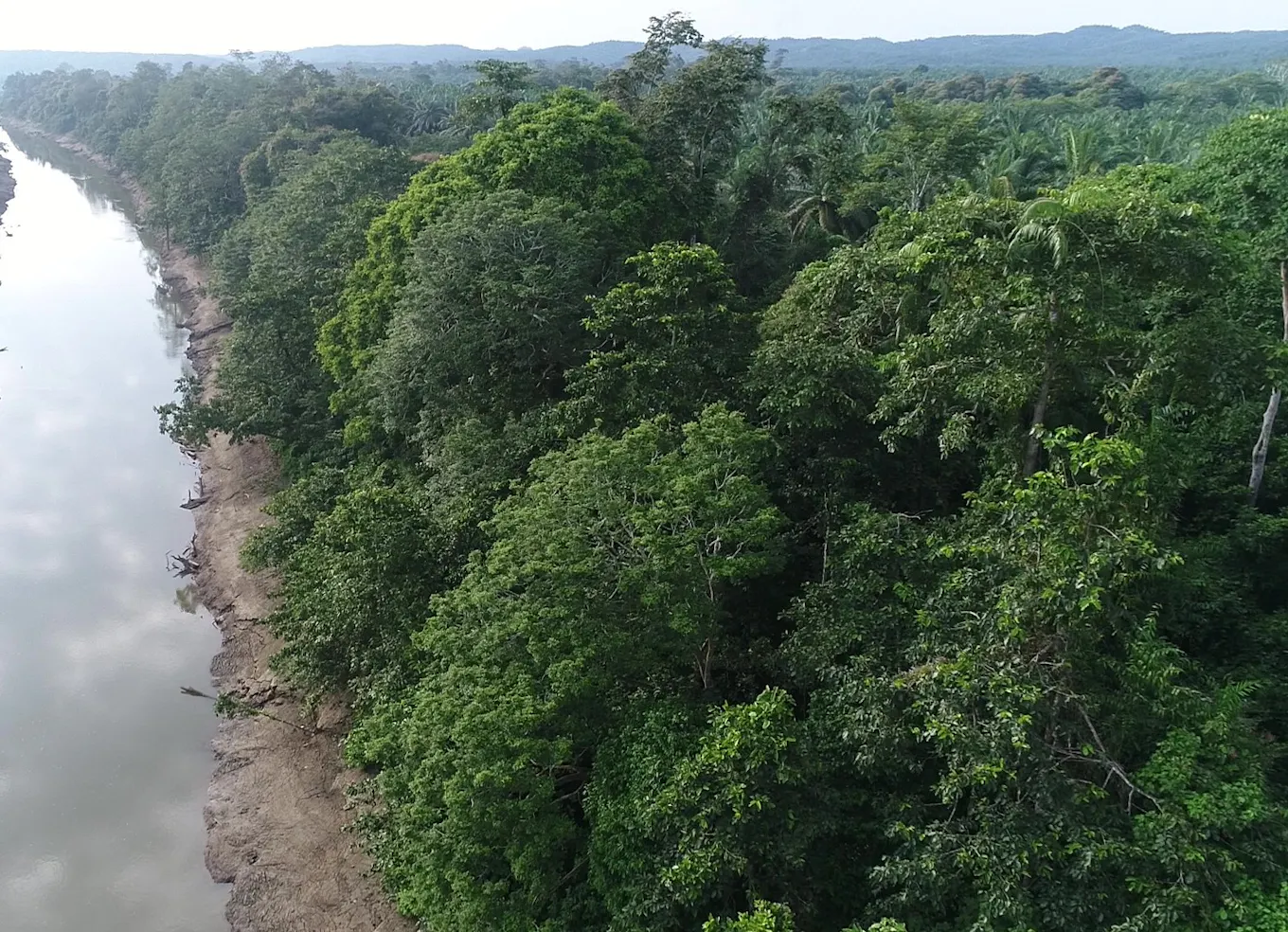 Sabahmas riparian