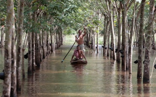 rubber tree farmer thailand
