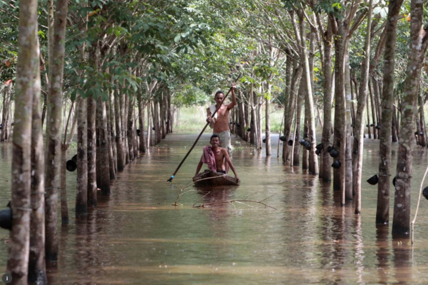 rubber tree farmer thailand