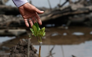 mangrove malaysia