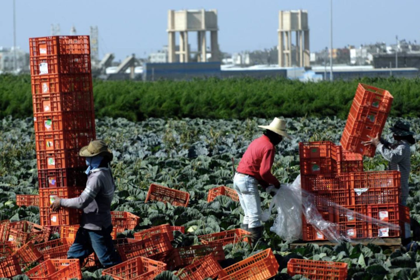 Thai farm workers Israel