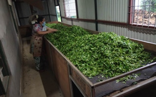 tea factory nepal