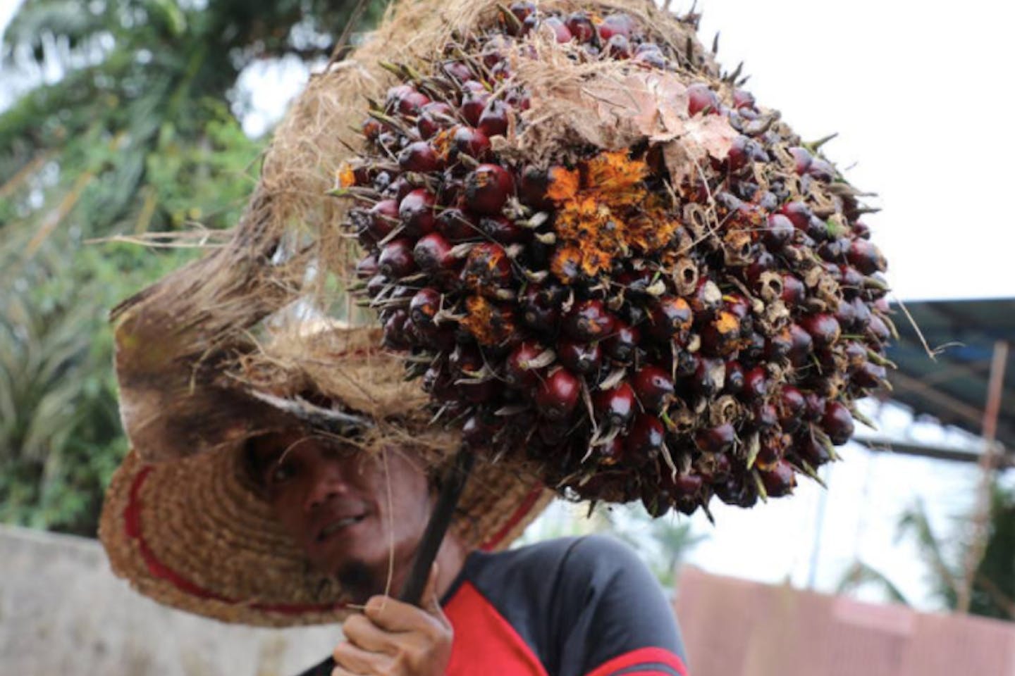 palm oil fruit bunch at a factory in Tanjung Karang, Malaysia