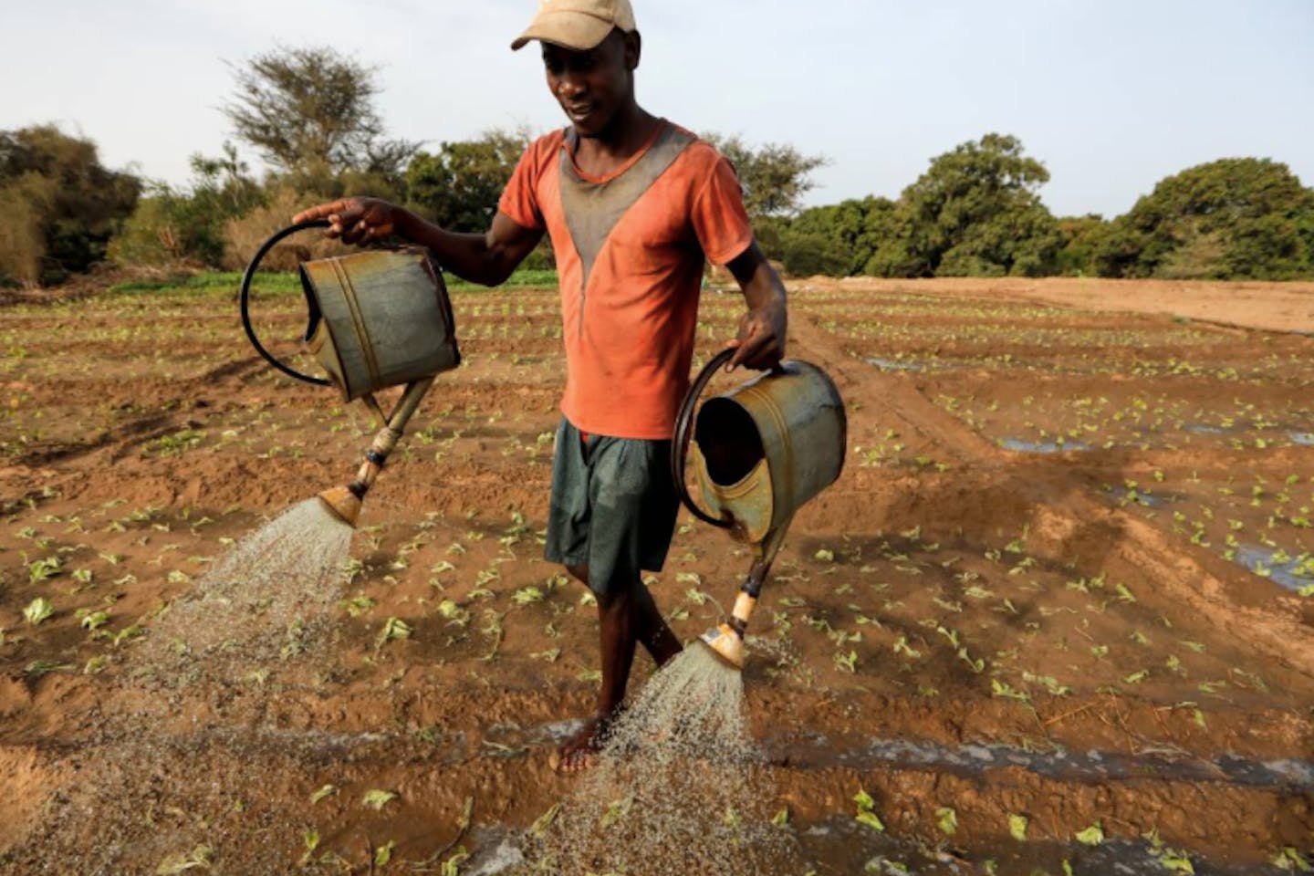 A farm worker manually irrigates a salad field, amid the outbreak of the coronavirus disease in Thies, Senegal.