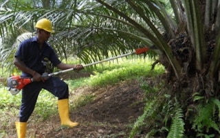 Oil palm worker in Sri Lanka
