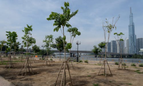 Vietnam to plant 1 billion trees — but how?