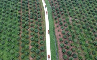 palm oil plantation in Batanghari, Jambi province, Sumatra island, Indonesia
