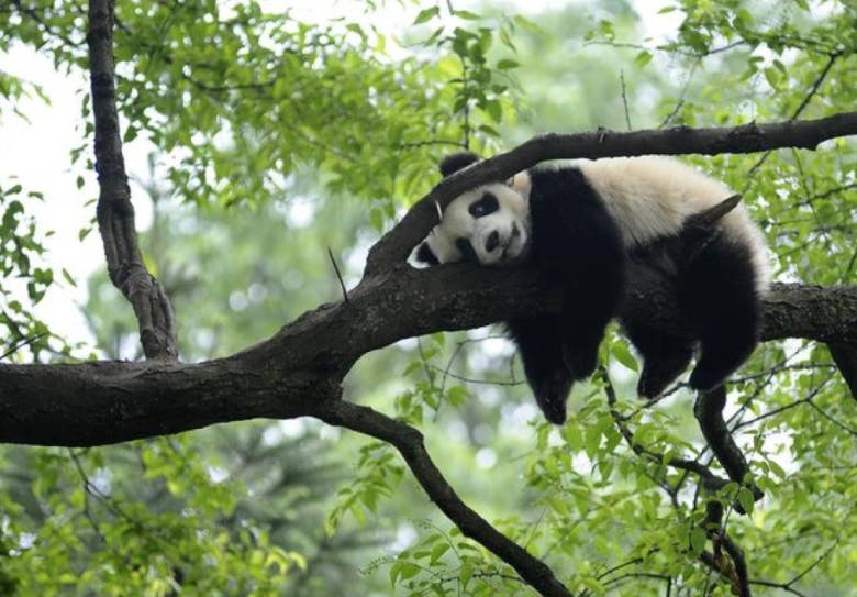 A giant panda in Ya'an, Sichuan province
