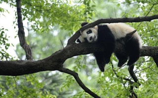 A giant panda in Ya'an, Sichuan province
