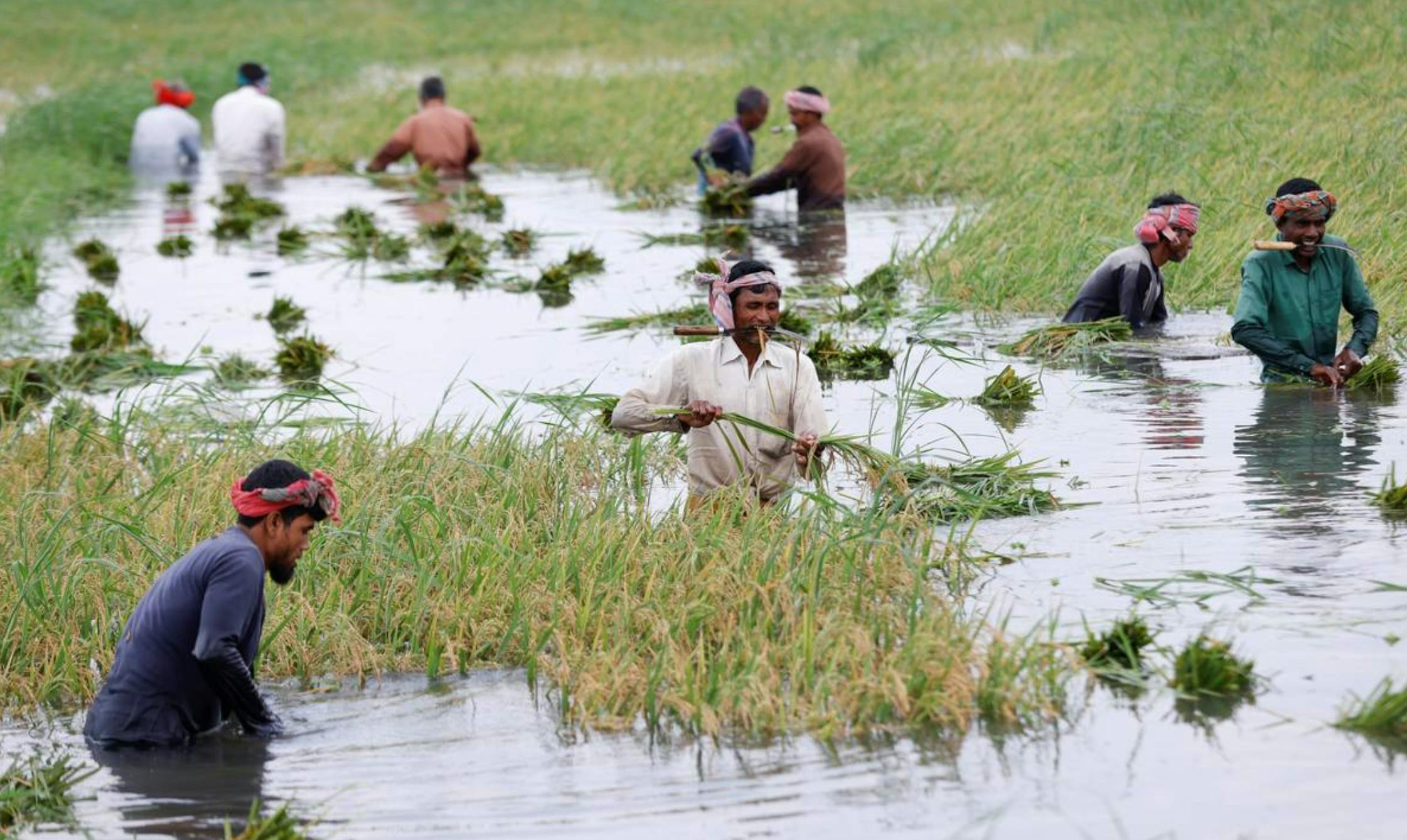 Workers harvest paddy from a flooded field in Bangladesh