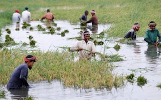 Workers harvest paddy from a flooded field in Bangladesh