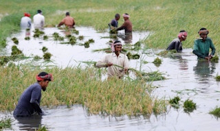 Workers harvest paddy from a flooded field in Bangladesh