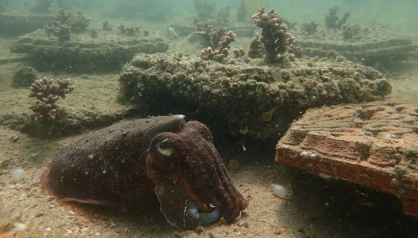 Archireef-cuttlefish