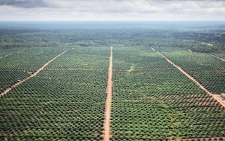 A palm oil plantation owned by PT Agrinusa Persada Mulia