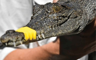 A crocodile with a bound jaw on a crocodile farm in Austraila.