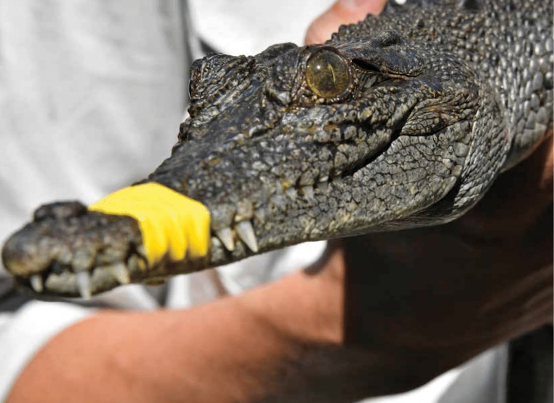 Exposed: Crocodiles and Alligators Factory-Farmed for Hermes 'Luxury' Goods