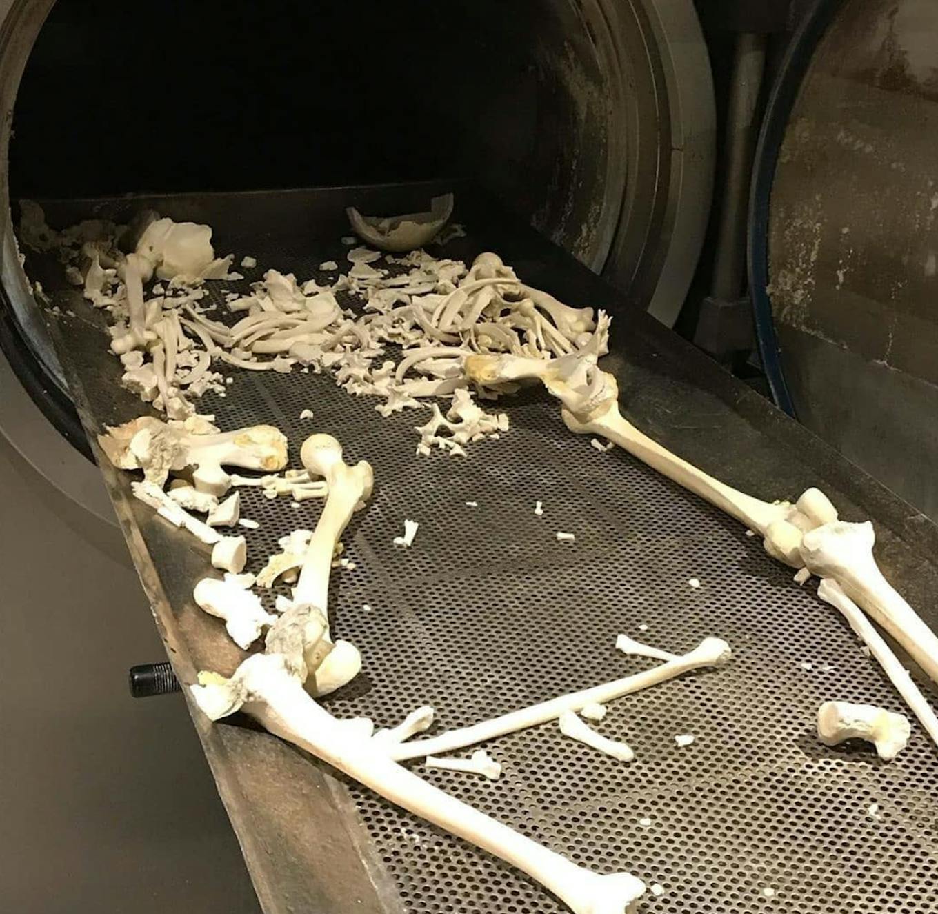 The bones that remain after a human body has been dissolved in an aquamation machine.