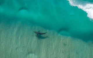 A great white shark off the coast of Sydney, filmed by Jason Iggleden's drone. Image: Drone Shark App