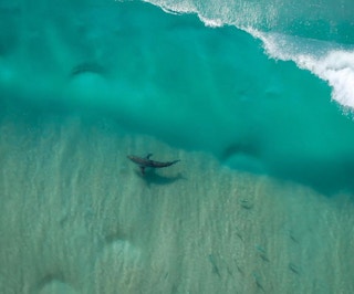 A great white shark off the coast of Sydney, filmed by Jason Iggleden's drone. Image: Drone Shark App