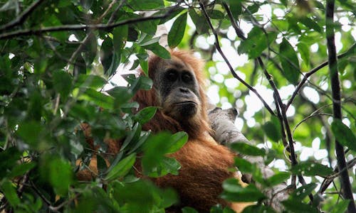 Hydroelectric project in Sumatra risks extinction of world’s rarest orangutan