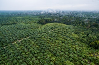 Aerial View of Palm Oil Plantation in Indonesia