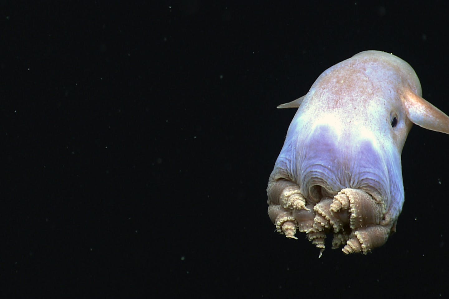 Dumbo Octopod