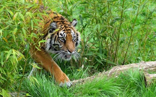 Sumatran Tiger in Indonesia