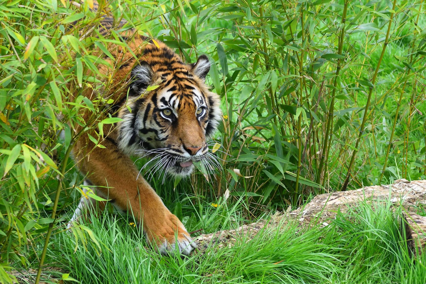 Sumatran Tiger in Indonesia