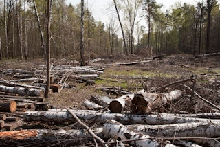 Deforestation of Khimki Forest