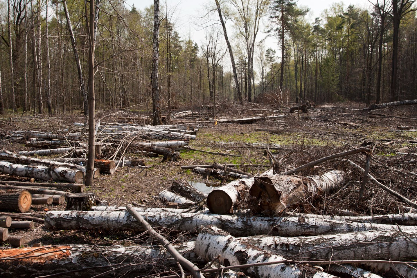 Deforestation of  rainforest accelerates amid COVID-19 pandemic - ABC  News