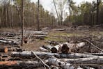 Deforestation of Khimki Forest