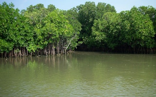 Mangroves in India