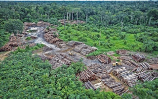 Amazon illegal logging