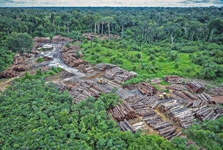 Amazon illegal logging