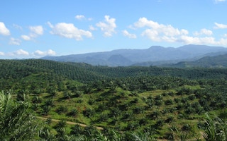 palm oil plantation cigudeg