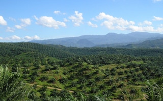 oil palm plantation in cigudeg