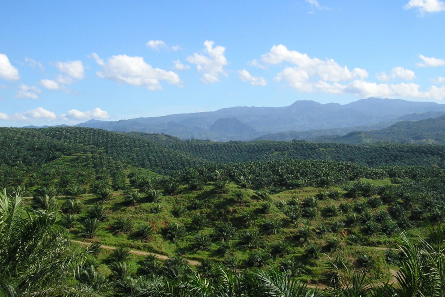 oil palm plantation in cigudeg