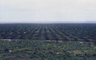 A palm oil plantation in Indonesia
