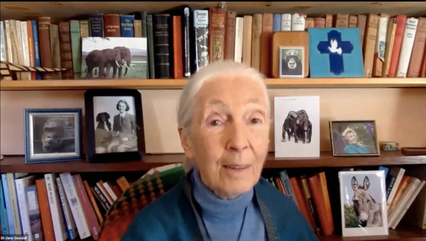 jane goodall screenshot