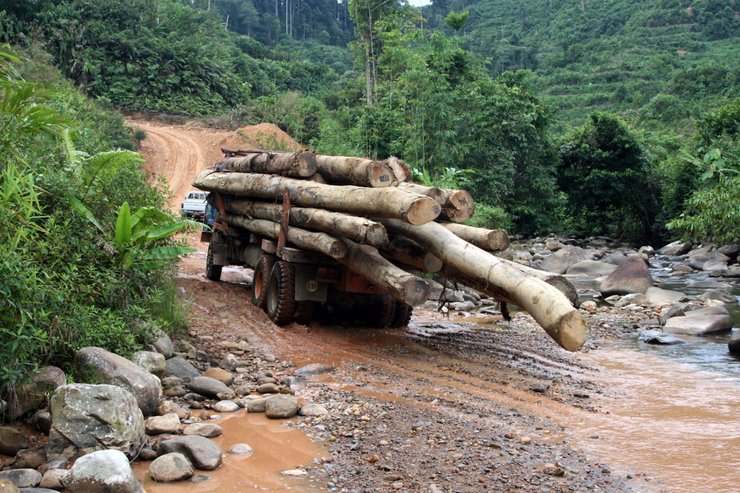 logging in borneo