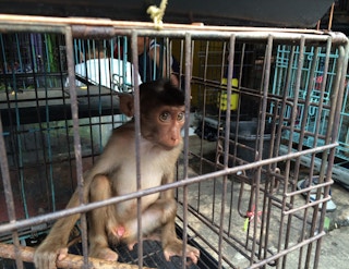 baby monkey in cage