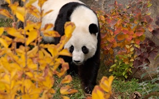 Smithsonian's National Zoo Panda