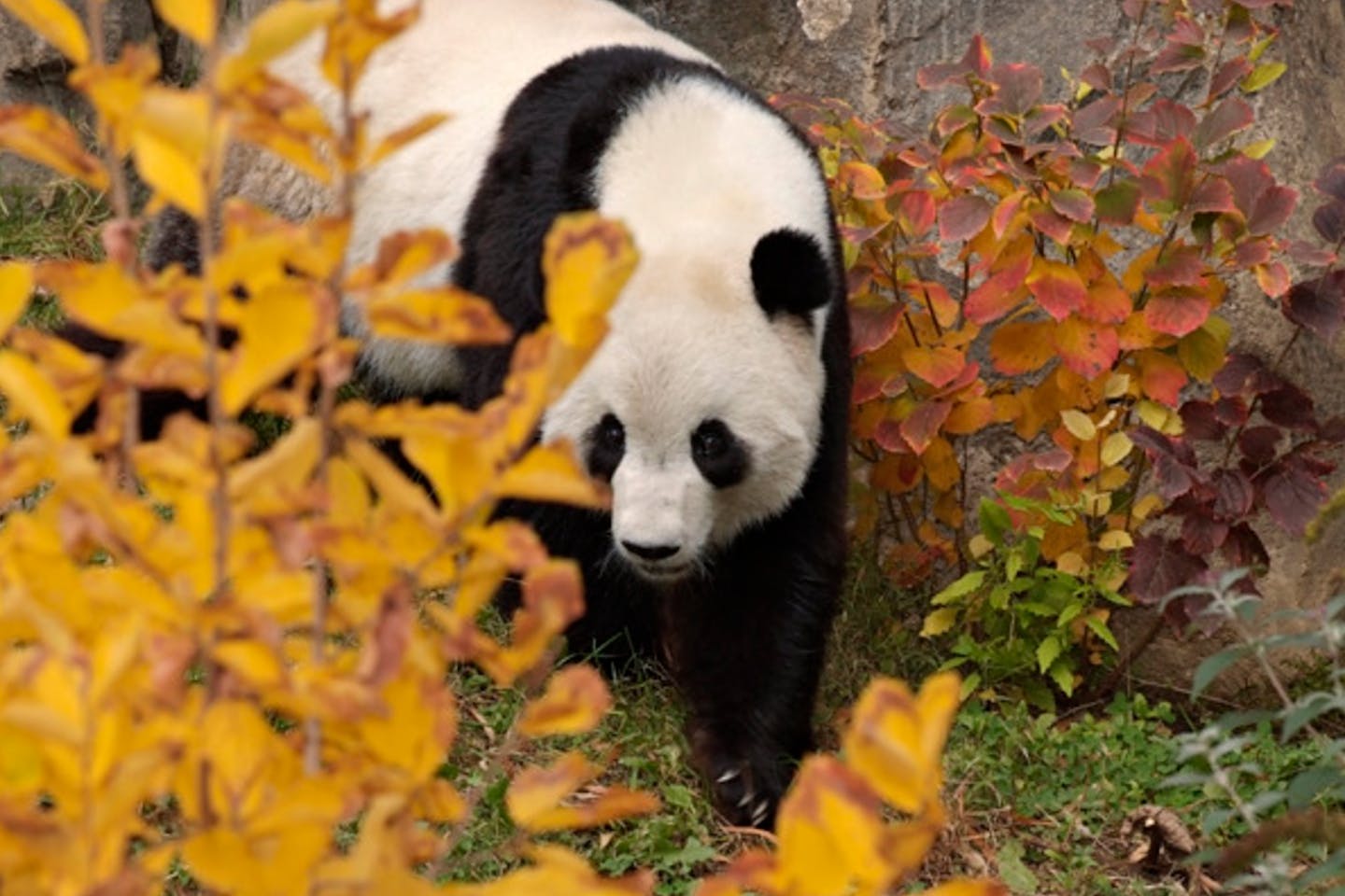 Smithsonian's National Zoo Panda